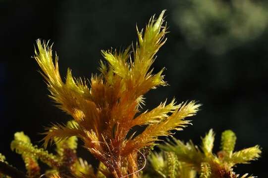 Image of tomentypnum moss