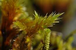 Image of tomentypnum moss
