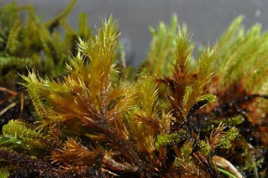 Image of tomentypnum moss