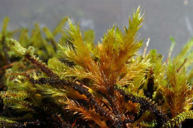 Image of tomentypnum moss