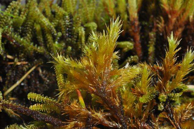 Image of tomentypnum moss