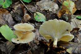 Image of Clitocybe