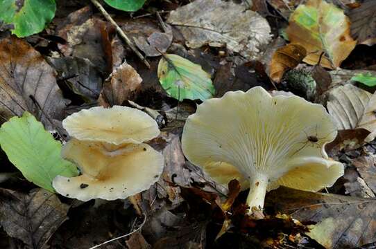 Слика од Clitocybe