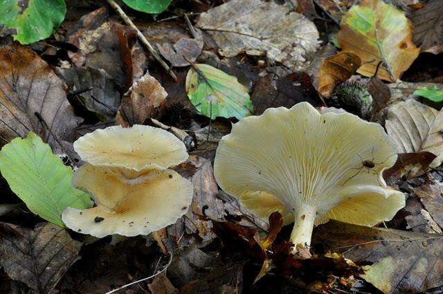 Слика од Clitocybe