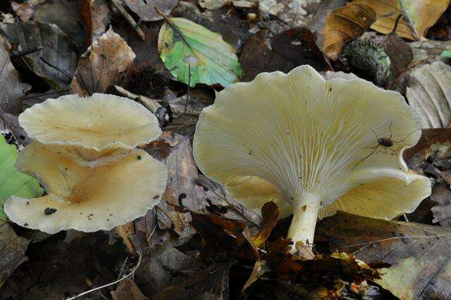 Image of Clitocybe