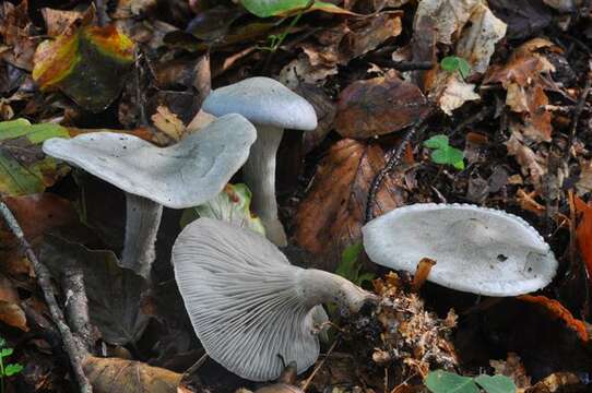 Image of Clitocybe