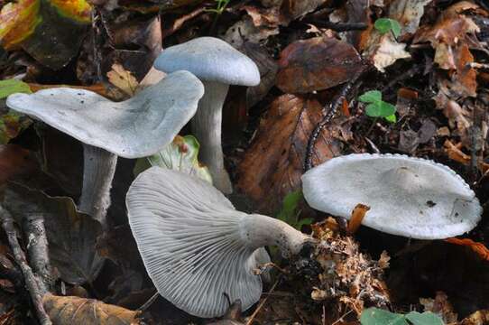 Image of Clitocybe