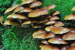 Image of Kuehneromyces