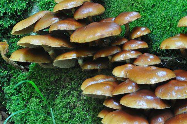 صورة Kuehneromyces