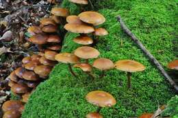 صورة Kuehneromyces