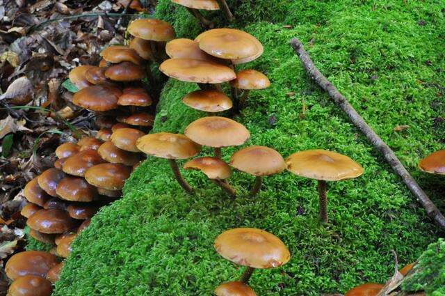 صورة Kuehneromyces