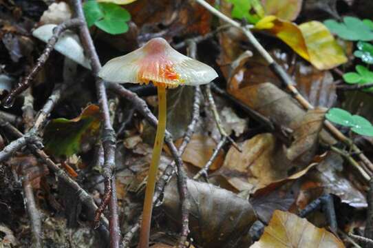 Image of Mycena crocata (Schrad.) P. Kumm. 1871