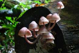 Image of Mycena