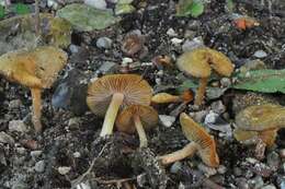 صورة Inocybe hirtella Bres. 1884