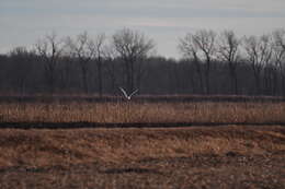 Image of Snowy Owl