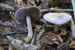 Image of Mycena pura (Pers.) P. Kumm. 1871