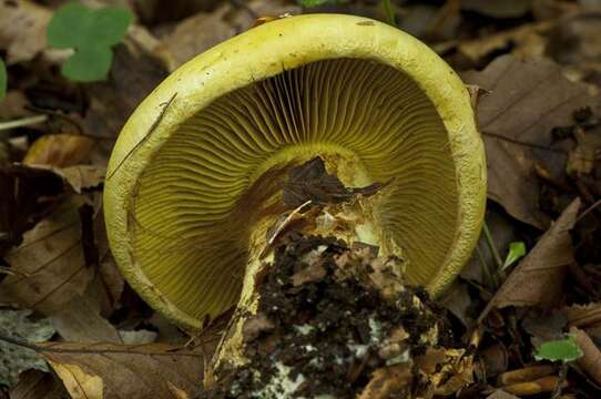 Image of Cortinarius elegantissimus Rob. Henry 1989