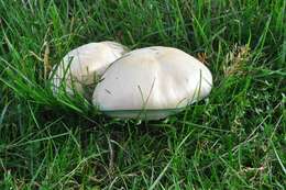 صورة Agaricus osecanus Pilát 1951