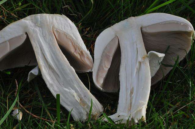 صورة Agaricus osecanus Pilát 1951