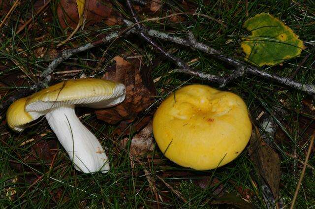 Image of yellow swamp brittlegill