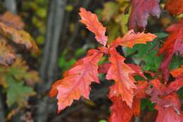 Image of beech family