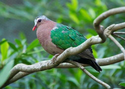 Image of Emerald Dove