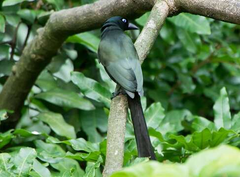 Image of Treepie