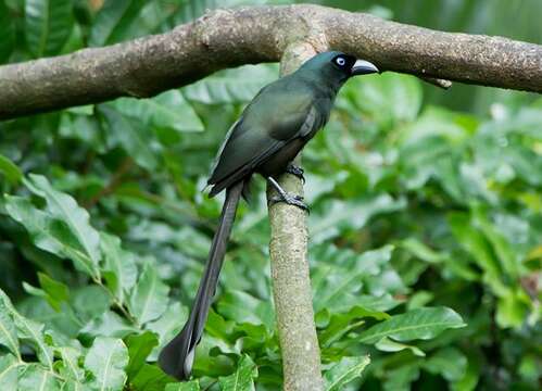 Image of Treepie