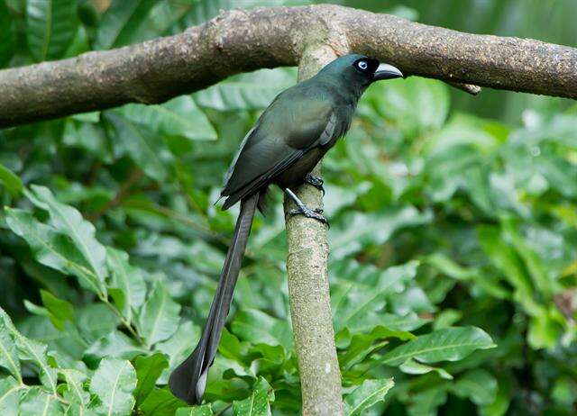 Image of Treepie