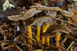 Image of Craterellus