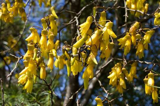 Plancia ëd Sophora