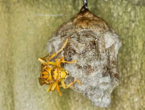 Image de Polistes olivaceus (Deg. 1773)