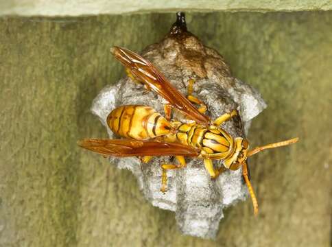 Image of Wasp