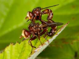 Image of Sicus