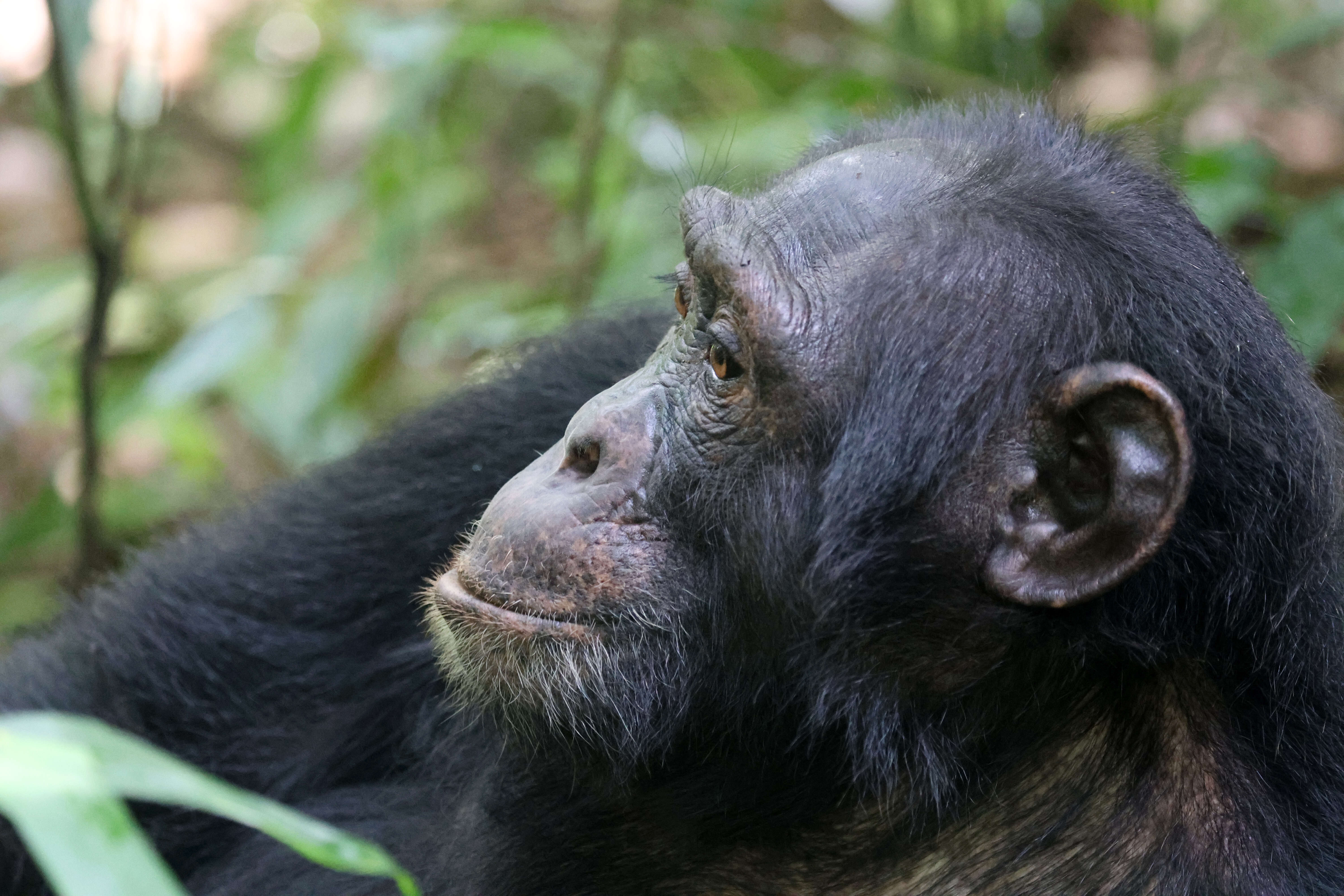 Image of Eastern Chimpanzee