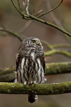 Image of Glaucidium Boie & F 1826