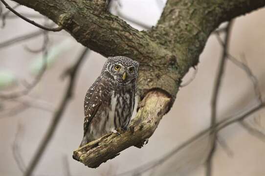 Image of Glaucidium Boie & F 1826