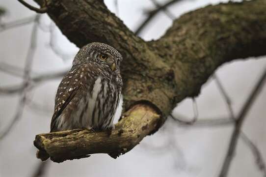 Image of Glaucidium Boie & F 1826