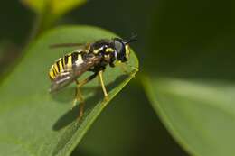 Image of Chrysotoxum