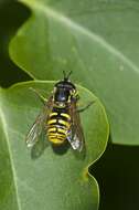 Image of Chrysotoxum