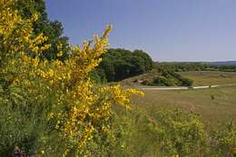 Image of Scotch broom