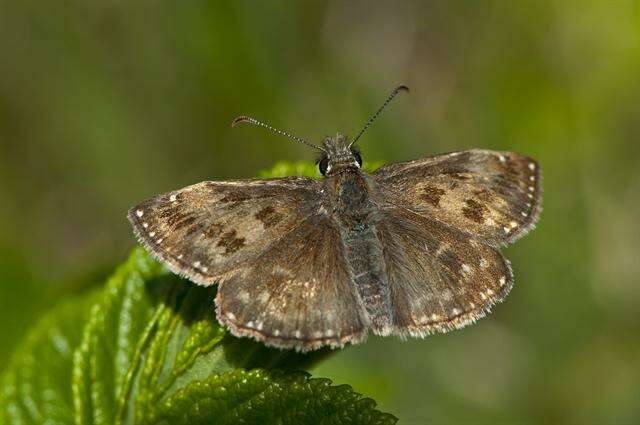 Image of Skipper