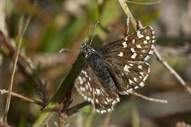 Image of Checkered-Skippers