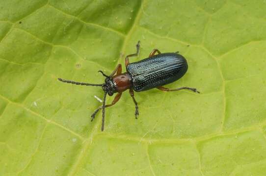 Image of Cereal leaf beetle