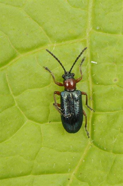 Image of Cereal leaf beetle