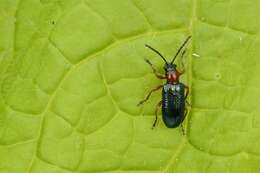 Image of Cereal leaf beetle