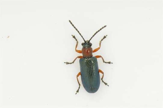 Image of Cereal leaf beetle