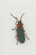 Image of Cereal leaf beetle