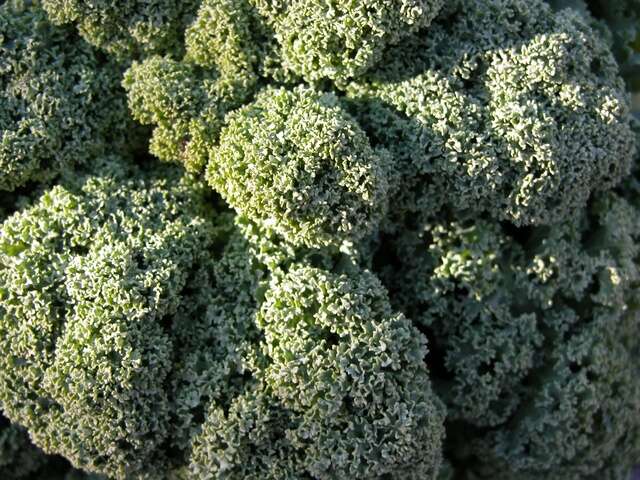 Image of Portuguese kale