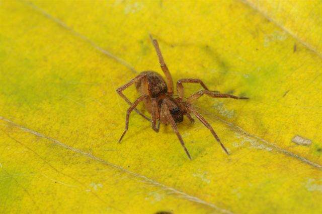 Image of Agroeca proxima (O. Pickard-Cambridge 1871)